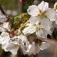 Cerisier � fleurs Hakusan-hata-zakura