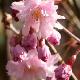 Cerisier du Japon Oshidori