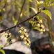 Stachyurus C�lina
