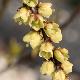 Stachyurus C�lina