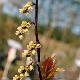 Stachyurus C�lina