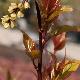 Stachyurus C�lina