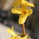 Forsythia x intermedia 'Melissa'