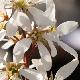 Am�lanchier lisse Snow Cloud