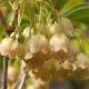 Enkianthus  � fleurs blanches