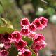 Vallea stipularis