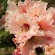 Rhododendron Tahitian Dawn