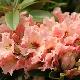 Rhododendron Tahitian Dawn