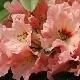 Rhododendron Tahitian Dawn