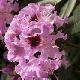 Rhododendron Blue Boy