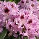 Rhododendron Blue Boy