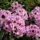 Rhododendron Blue Boy