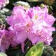 Rhododendron Goldfinger