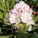 Rhododendron Picotee