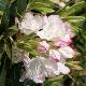 Rhododendron Picotee