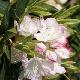 Rhododendron Picotee
