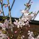 Prunus incisa 'Zdenka'