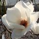 Magnolia Lennei Alba
