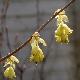 Corylopsis � feuilles pourpres
