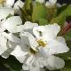 Exochorda Magical Springtime