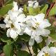 Exochorda Magical Springtime