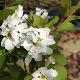 Exochorda Magical Springtime