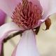 Magnolia Pinkie