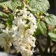 Groseiller � fleurs blanches