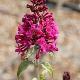 Buddleia Miss Ruby