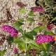 Buddleia Miss Ruby