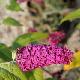 Buddleia Miss Ruby