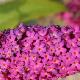 Buddleia Miss Ruby