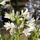 Agapanthe Snow Storm
