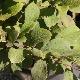 Symplocos paniculata 