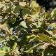 Symplocos paniculata 