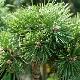 Pinus mugo 'Benjamin'