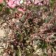 Cerisier � fleurs Hessei