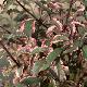 Cerisier � fleurs Hessei