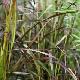Pennisetum pourpre