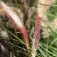 Pennisetum pourpre