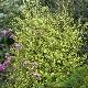Pittosporum Donovan Gold