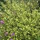 Pittosporum Donovan Gold