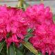 Rhododendron Southamptonia