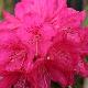 Rhododendron Southamptonia