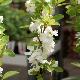 Exochorda Magical Springtime