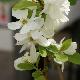 Exochorda Magical Springtime