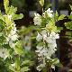 Exochorda Magical Springtime