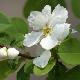 Exochorda Magical Springtime