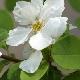 Exochorda Magical Springtime