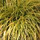Carex oshimensis 'Everillo' �